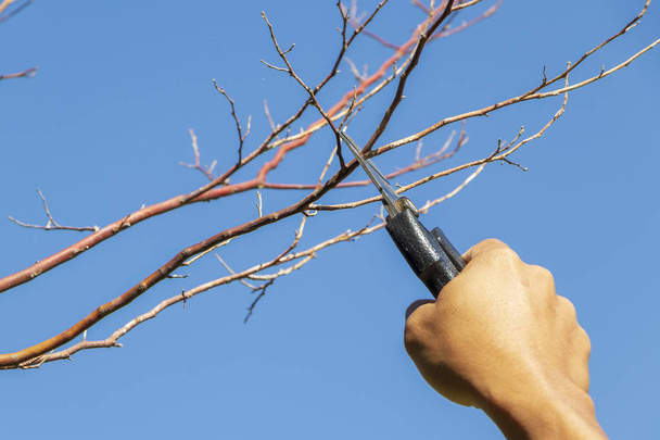 Садівник обрізає дерева з обрізаними ножицями на фоні природи
. - Фото, зображення