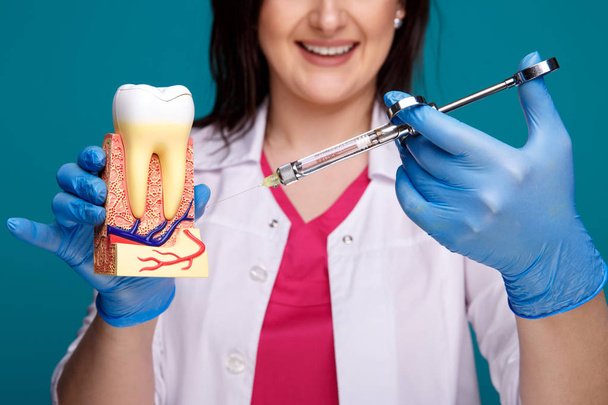 Hammaslääkäri osoittaa, miten tehdä anestesia hampaan malli
. - Valokuva, kuva