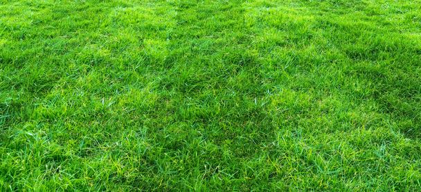 Futbol ve futbol spo için yeşil çim alan desen arka plan - Fotoğraf, Görsel
