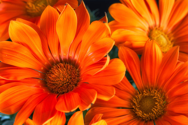 Fine Art Still Life kolor kwiat makrofotografii z zestawu kwitnących szeroki czerwony pomarańczowy Delosperma kwiaty na naturalnym tle - Zdjęcie, obraz