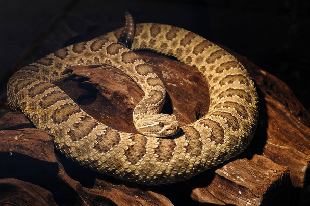 un pericoloso serpente a sonagli velenoso
 - Foto, immagini