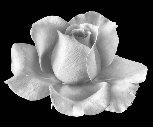 Bright monochrome fine art nature morte floral macro fleur image d'une seule fleur de rose fleurissante blanche isolée sur fond noir avec une texture détaillée
  - Photo, image
