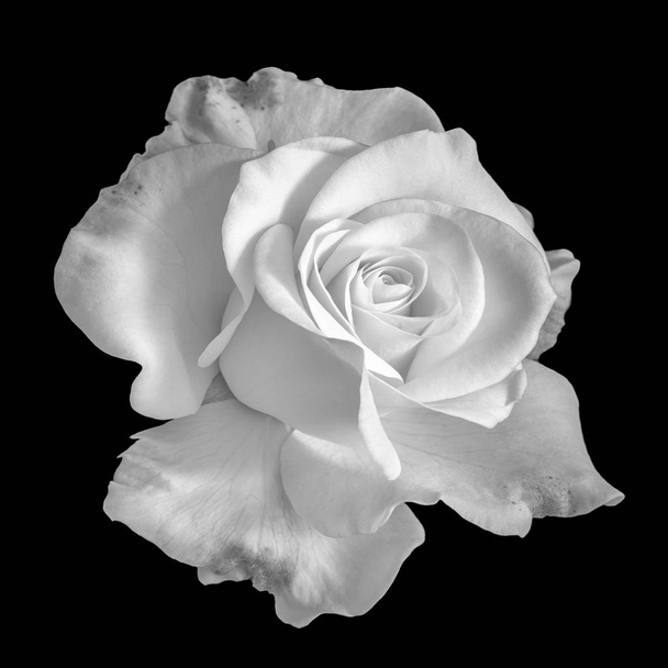Bellas artes bodegón monocromo flor vista superior macro foto de una flor de rosa blanca de amplia floración abierta con textura detallada sobre fondo negro
 - Foto, Imagen