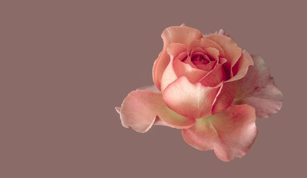 Пастельний колір образотворчого мистецтва натюрморт квітковий макрос одного ізольованого рожево-жовтого розквіту троянд, рожевий фон, детальна текстура, стиль вінтажного живопису
  - Фото, зображення