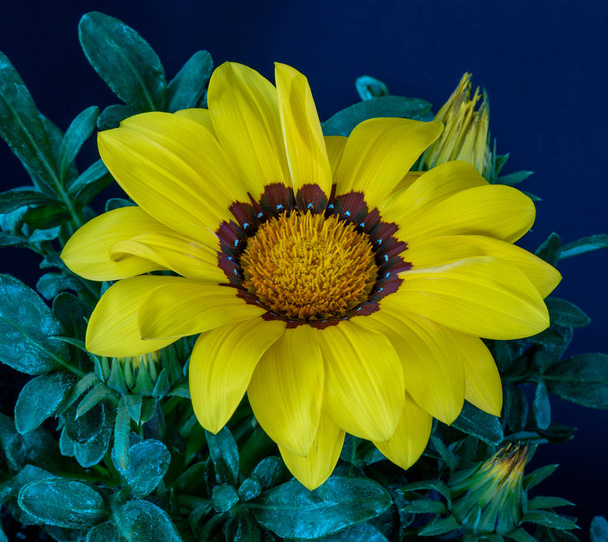 Fine Art Stillleben surrealistische Farbe Blume Makro Porträt einer blühenden weit geöffneten gelben Delosperma-Blüte mit grünen Blättern und Knospen auf blauem Hintergrund - Foto, Bild