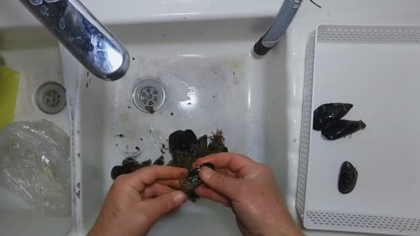 Hands pouring out raw mussels into the sink for washing them under the water. Seafood preparation process. - Footage, Video