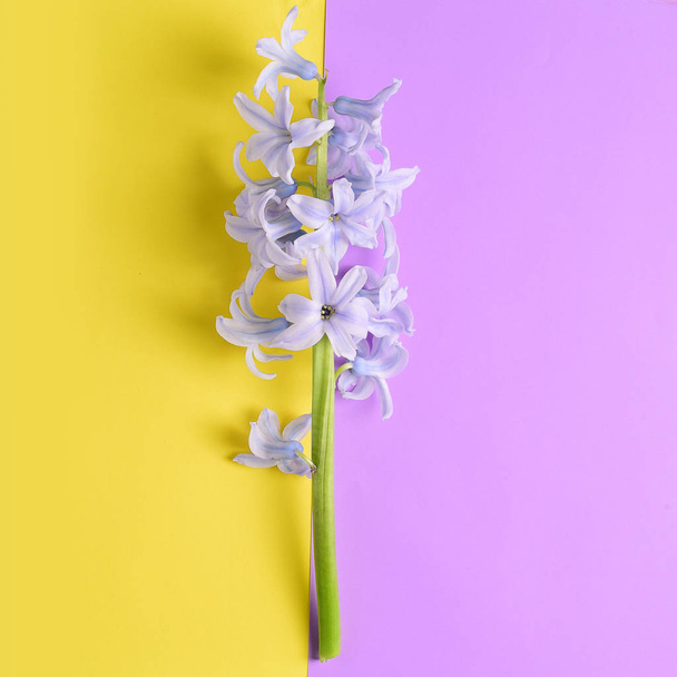 Ιώδη λουλούδια υάκινθων σε κίτρινο και μοβ φόντο - Φωτογραφία, εικόνα