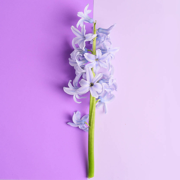 Inschrijving hyacinten bloemen op violette achtergrond - Foto, afbeelding