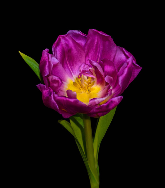 Hieno taide asetelma kirkas värikäs makro kukka muotokuva yksittäinen eristetty violetti keltainen täysin leveä avasi kukkivat tulppaani kukka mustalla pohjalla yksityiskohtainen rakenne ja vihreät lehdet
 - Valokuva, kuva