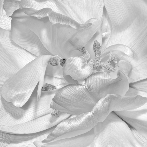 Jemný výtvarný portrét, černobílý obraz květinové portréty uvnitř jediný izolovaný bílý zcela široký otevřený kvetoucí Tulipán kvetoucí hedvábnou strukturou - Fotografie, Obrázek