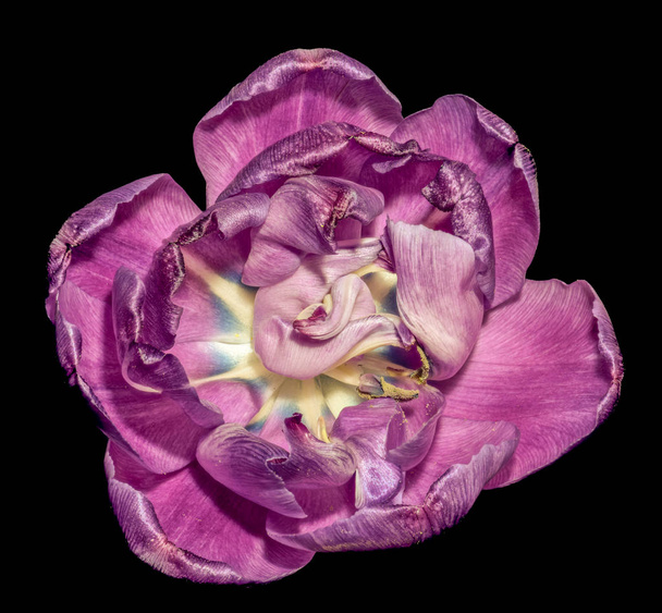Fine Art Still Life kolorowe makro kwiat portret jednego na białym tle fioletowy niebieski biały w pełni szeroko otwarte kwitnący kwiat tulipana, czarne tło, szczegółowa tekstura, surrealistyczny styl malowania, widok z góry - Zdjęcie, obraz