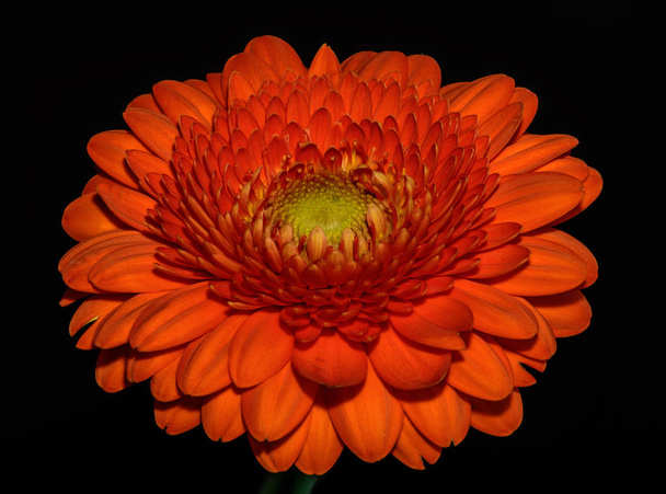 Floral καλή τέχνη ακόμα ζωή λεπτομερή χρώμα μακρο λουλούδι προσωπογραφία του ένα μεμονωμένο απομονωμένο κόκκινο γερερέρα ορθάνοιχτο άνθος απομονώνεται σε μαύρο φόντο με λεπτομερή υφή, μπροστινή όψη  - Φωτογραφία, εικόνα