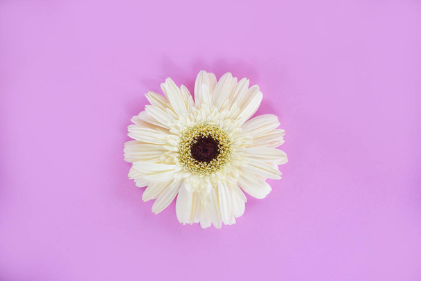 Flor gerbera blanca planta tropical sobre fondo rosa hermoso
 - Foto, imagen
