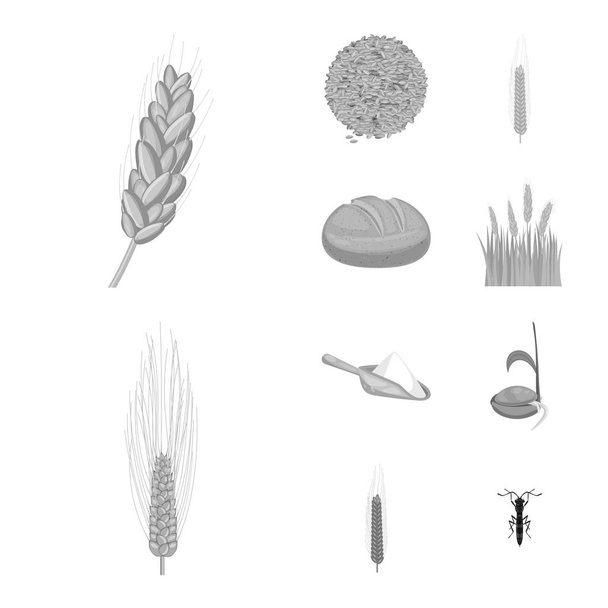 Vector illustration of rye and plant  icon. Set of rye and corn stock vector illustration. - Vektor, kép