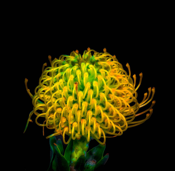 Bela arte ainda vida colorido floral macro imagem de uma única flor de protea isolada em cores vivas de néon brilhante em estilo de pintura surrealista
 - Foto, Imagem