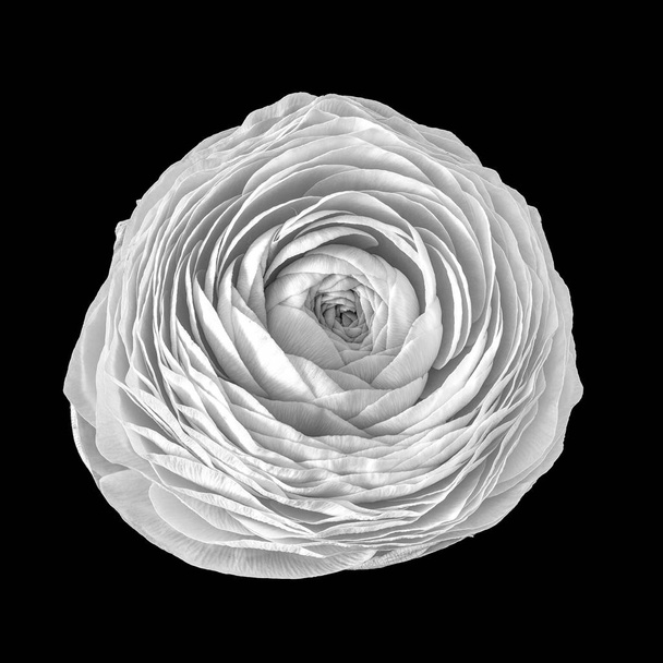 Detaillierte Bildende Kunst Stillleben monochrom Makroblume Draufsicht Porträt einer isolierten einzigen weiß blühenden Butterblumenblüte, schwarzer Hintergrund, aufgenommen im Frühling / Sommer, detaillierte Textur - Foto, Bild