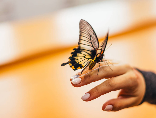 Cropped image of woman holding butterfly on hand - Foto, imagen