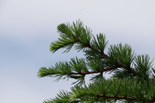 крупним планом гілки зеленого дерева на фоні хмарного неба
 - Фото, зображення