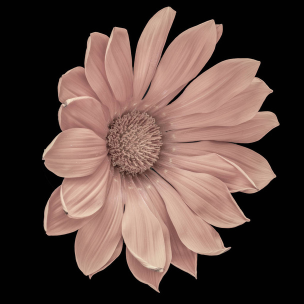 Hieno taide asetelma väri kukka makro muotokuva yksittäinen eristetty kukinta laaja avoin pastelli vaaleanpunainen delosperma kukka mustalla taustalla
 - Valokuva, kuva