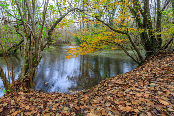 Puddle of water in the woods in autumn - Photo, Image