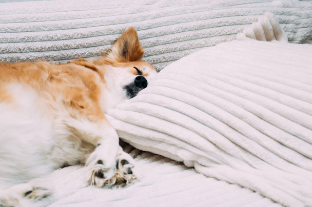 Muzzle close-up dog sleeping on a bed on a pillow in the apartment - 写真・画像