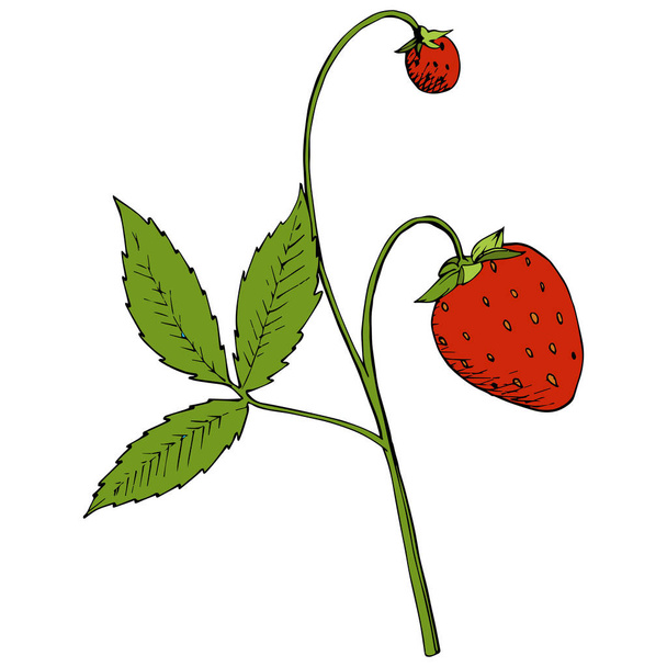 Vektoros eper egészséges élelmiszer. Piros és zöld vésett tinta art. Elszigetelt berry ábra elem fehér háttér. - Vektor, kép