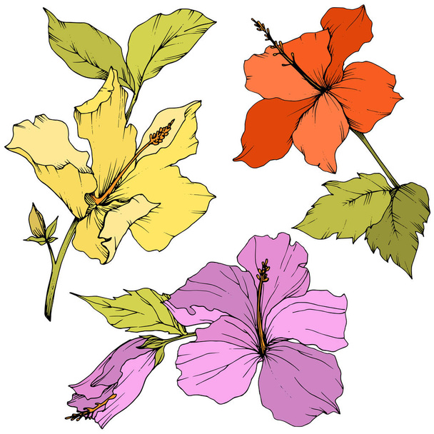 Vektori Hibiscus kukka kasvitieteellinen kukka. Kaiverrettua mustetaidetta. Yksittäinen hibiscus-kuvituselementti valkoisella pohjalla
. - Vektori, kuva