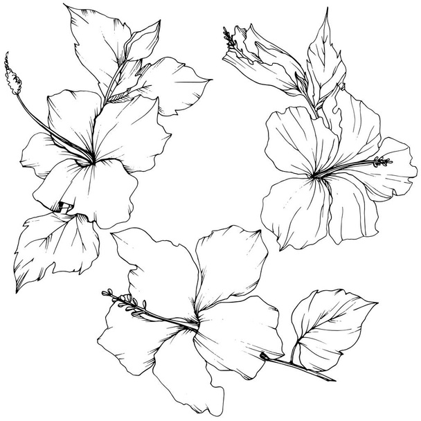 Vector Hibiscus floral botanical flower. Black and white engraved ink art. Isolated hibiscus illustration element. - Vetor, Imagem