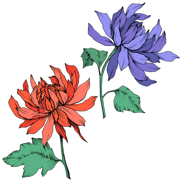 Vector Red and blue Chrysanthemum floral botanical flowers. Engraved ink art. Isolated flower illustration element. - Vektör, Görsel