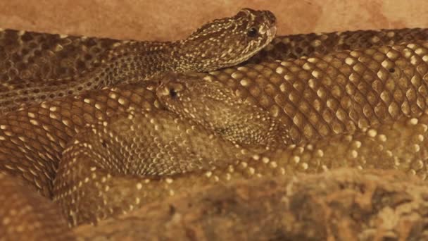 una peligrosa serpiente de cascabel venenosa
 - Metraje, vídeo