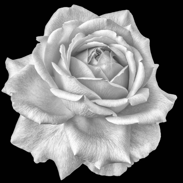 Fine art still life fiore monocromatico vista frontale macro foto di un fiore di rosa bianca con trama dettagliata su sfondo nero
 - Foto, immagini