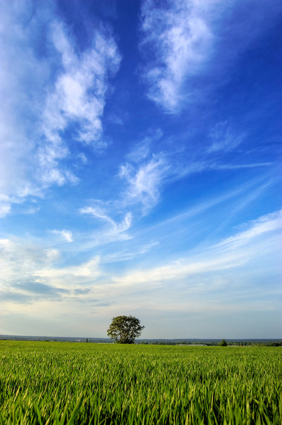 boom in het veld met blauwe hemel hierboven - Foto, afbeelding