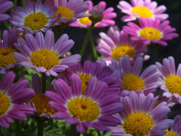 kaunis puutarha kukkia magenta väri
 - Valokuva, kuva