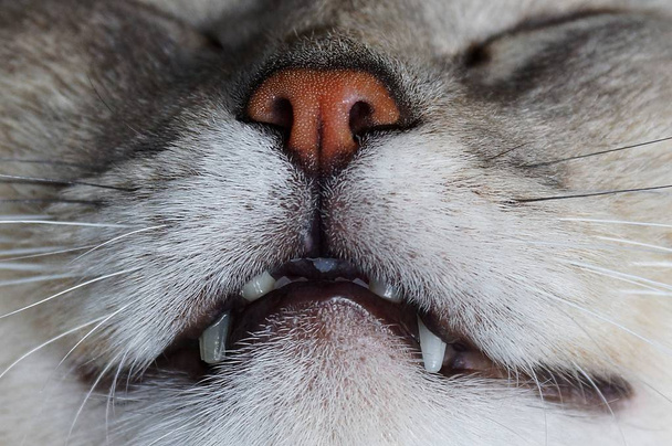El hocico de un divertido gato gris dormido
 - Foto, imagen