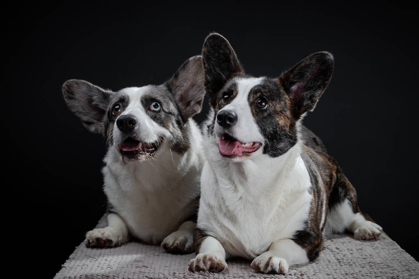 Two beautiful brown and grey corgi dogs posing in studio, isolat - Foto, immagini