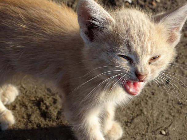 Stray kitten outdoors - Photo, Image