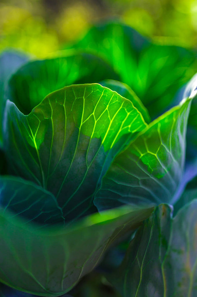 Cabbage leaves in bright sunlight in vegetable garden. - Фото, зображення