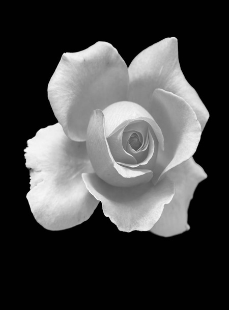 Monochrome fine art still life floral macro flower image of a single isolated flowering blooming rose blossom on black background with detailed texture  - Photo, Image