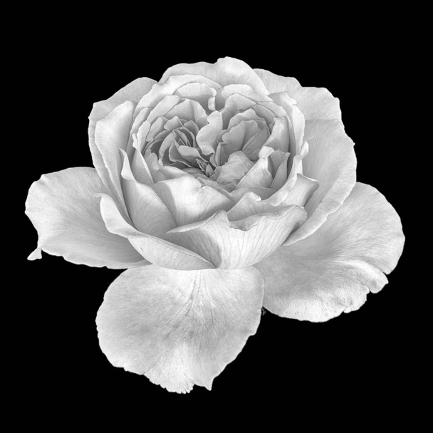 Finta arte monocromatica natura morta floreale macrofiore immagine di un unico fiore bianco fiorito fiore isolato rosa, sfondo nero, trama dettagliata, stile pittura vintage
  - Foto, immagini
