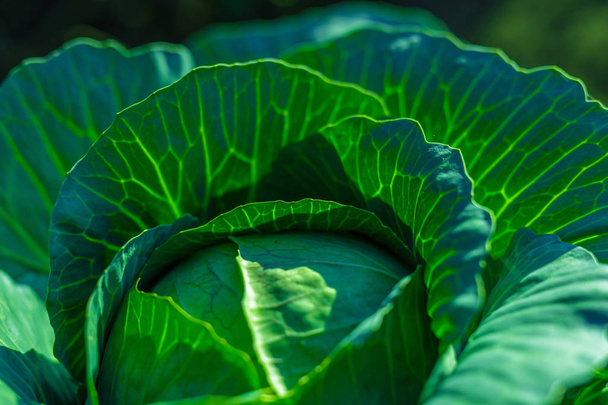 Cabbage leaves in bright sunlight in vegetable garden. - Foto, afbeelding