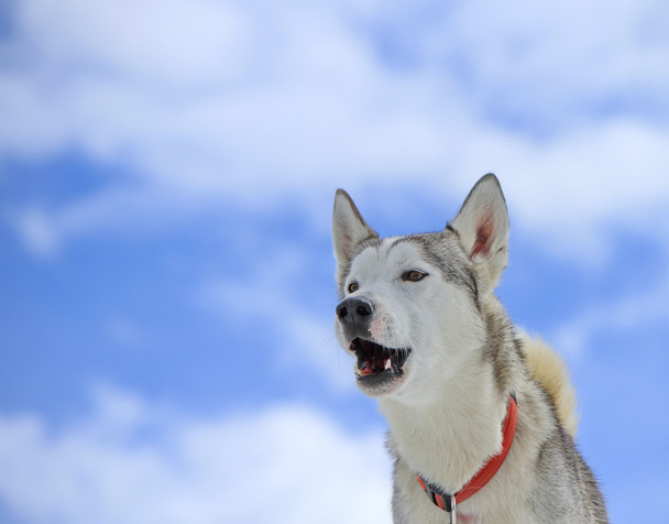 Szibériai husky kutya ugat - Fotó, kép