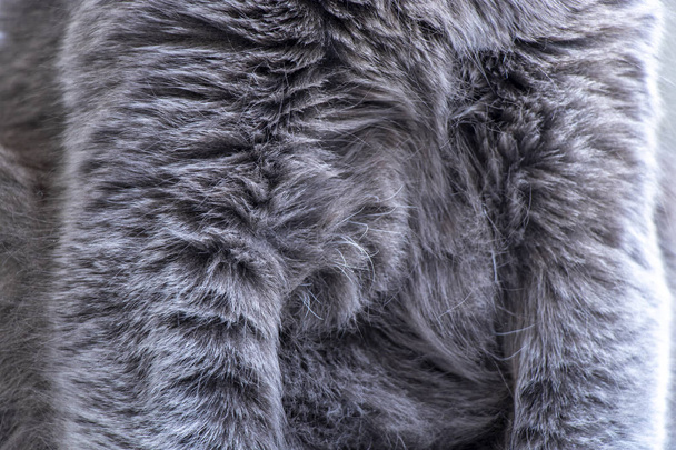 γούνα γκρι γάτα - παρασκήνιο - Φωτογραφία, εικόνα