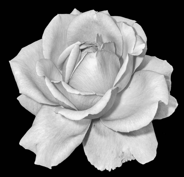 Monochrome black and white fine art still life floral macro flower image of a single isolated flowering rose blossom on black background with detailed texture  - Photo, Image
