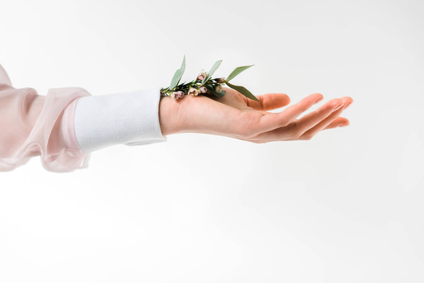 vista recortada de la mano femenina sosteniendo hojas de eucalipto con flores en la mano en blanco
  - Foto, Imagen