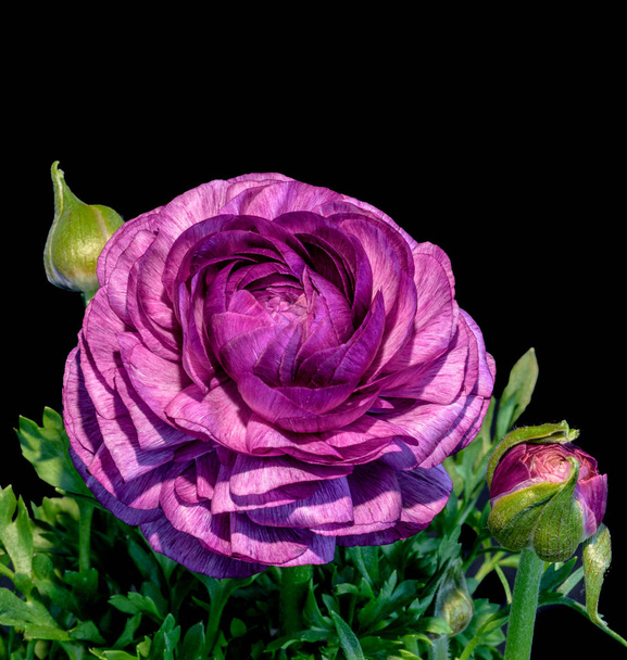 detaillierte Kunst Stillleben Farbe Makro Blume von oben Ansicht Porträt einer isolierten einzigen lila blühenden Butterblume mit Knospen und Blättern Blüte auf schwarzem Hintergrund im Frühling aufgenommen - Foto, Bild