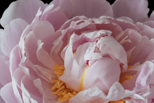 Bela arte ainda vida colorido floral macro flor imagem do interior de uma única flor de peônia branco rosa aberto florescendo jovem sol iluminado
  - Foto, Imagem