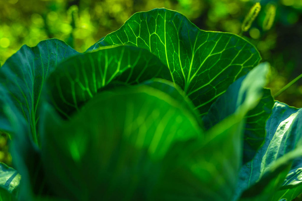 Cabbage leaves in bright sunlight in vegetable garden. - Фото, зображення