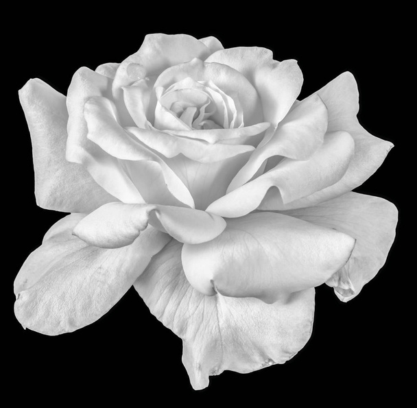 Fine art still life monochrome flower front view macro photo of a wide open white rose blossom with detailed texture on black background - Photo, Image