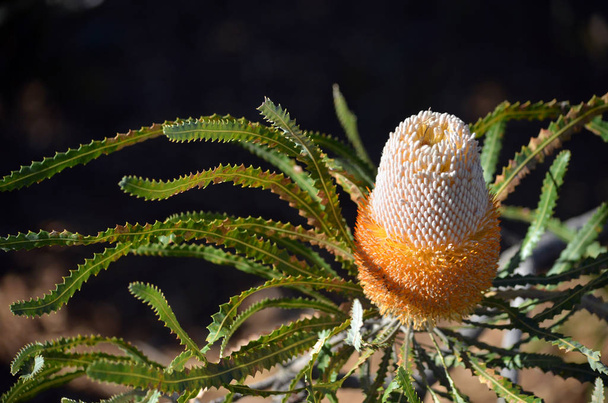 ヤマモガシ科バンクシア prionotes どんぐりバンクシアの珍しい白とオレンジ花序。西オーストラリアの西海岸に自生。個性的な花を開くトップ ドングリのような外観で、その結果を下. - 写真・画像
