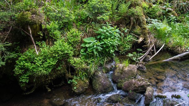 黒い森の石と植物 - 写真・画像